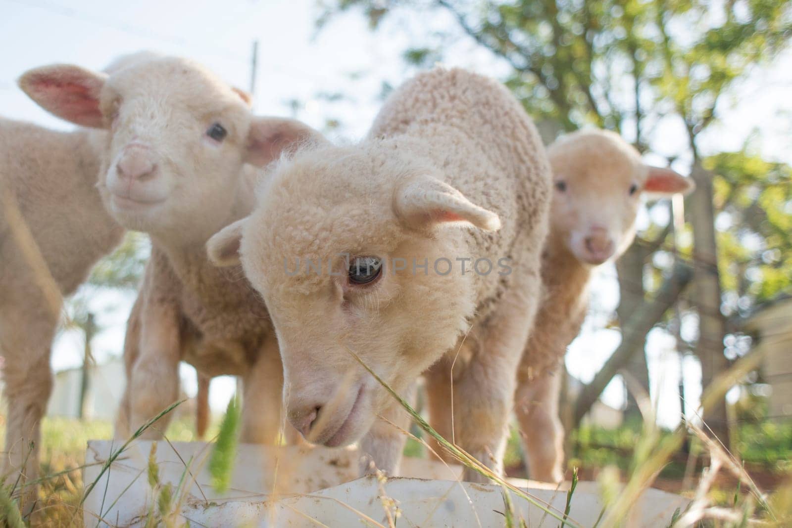 A close up view of some very young lambs feeding.