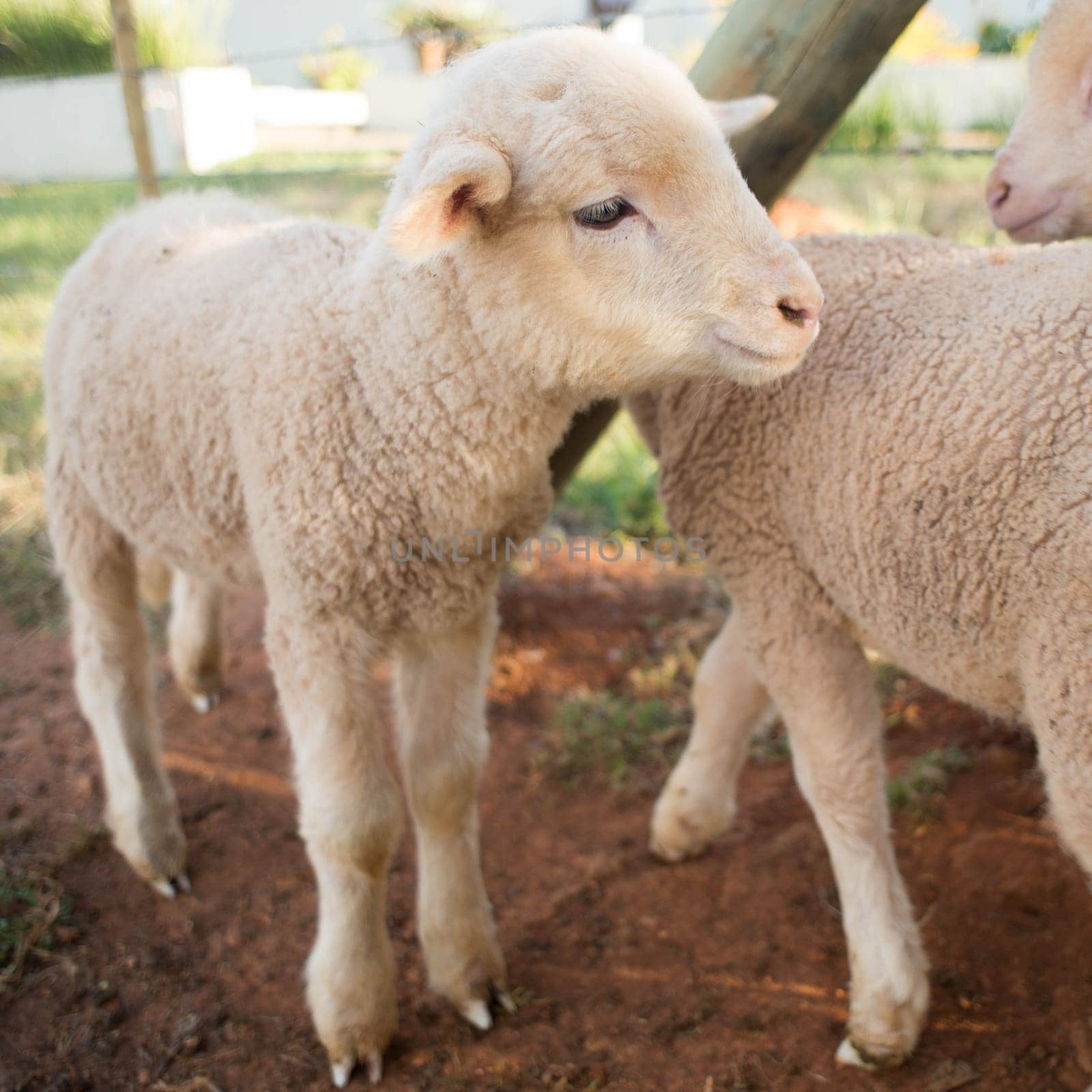 A newly born lamb stand with other lambs in a pen.