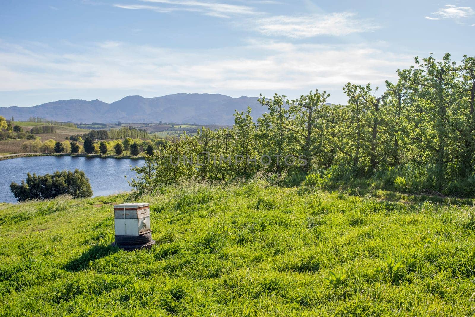 A bee box stand on lush green grass near pear trees on a farm.