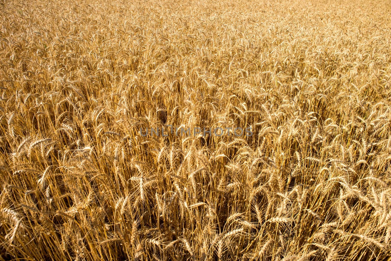 A view of a wheat field close to harvest from a high angle.