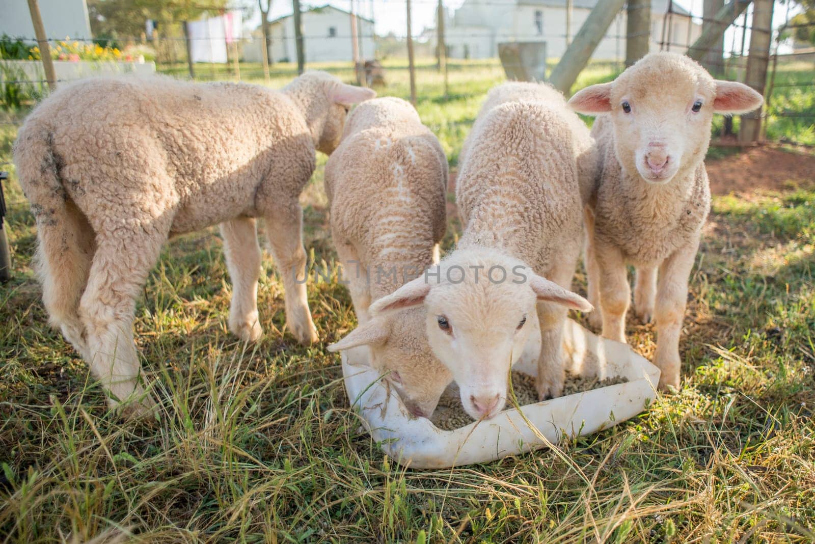 Four little lambs eating pallets out of a container.