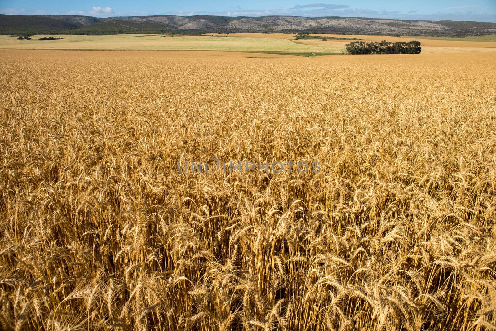 A view of wheat fields stretching out in to the distance with mountains in the background.