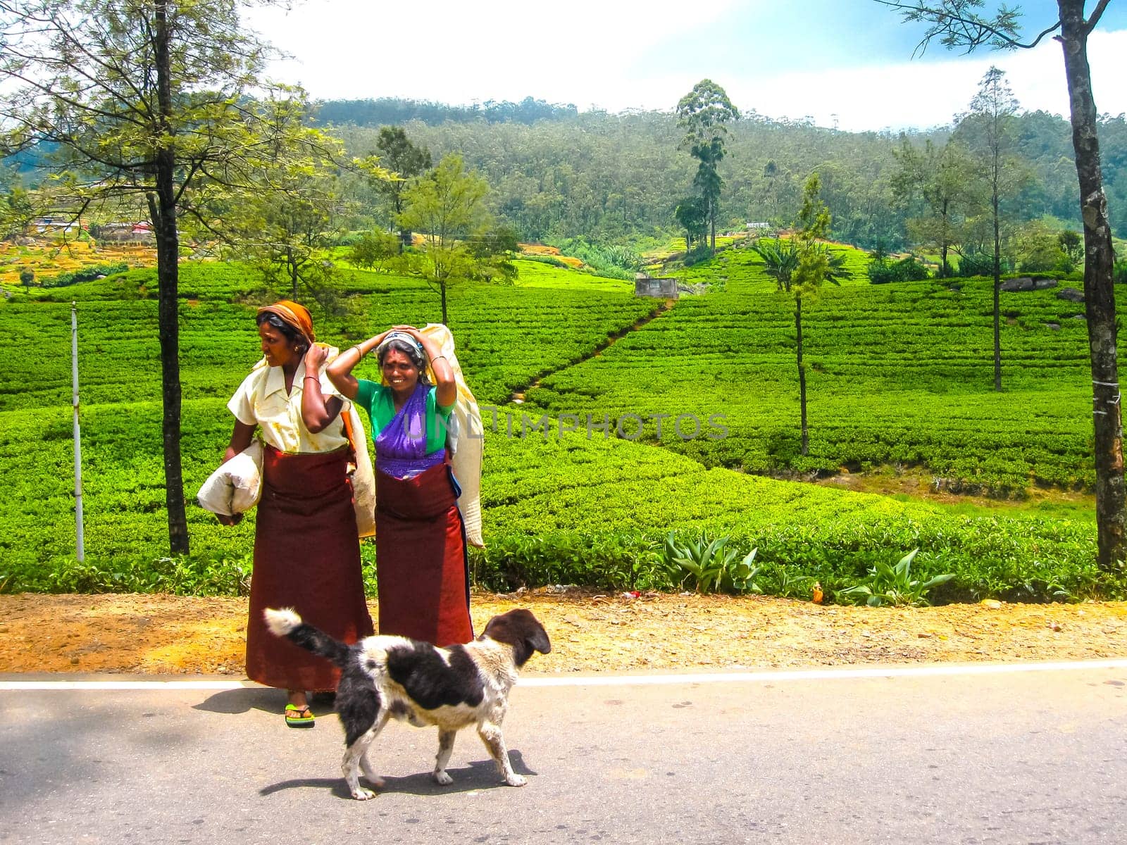 Nuwara Eliya, Sri Lanka - May 3, 2009: The two women - collectors of tea. The tea plantations of the island of Nuwara Eliya, Sri Lanka at May 3, 2009