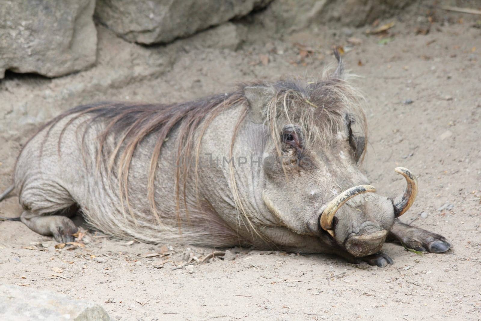 The warthog (Phacochoerus africanus) is a species of mammal native to many parts of Africa.