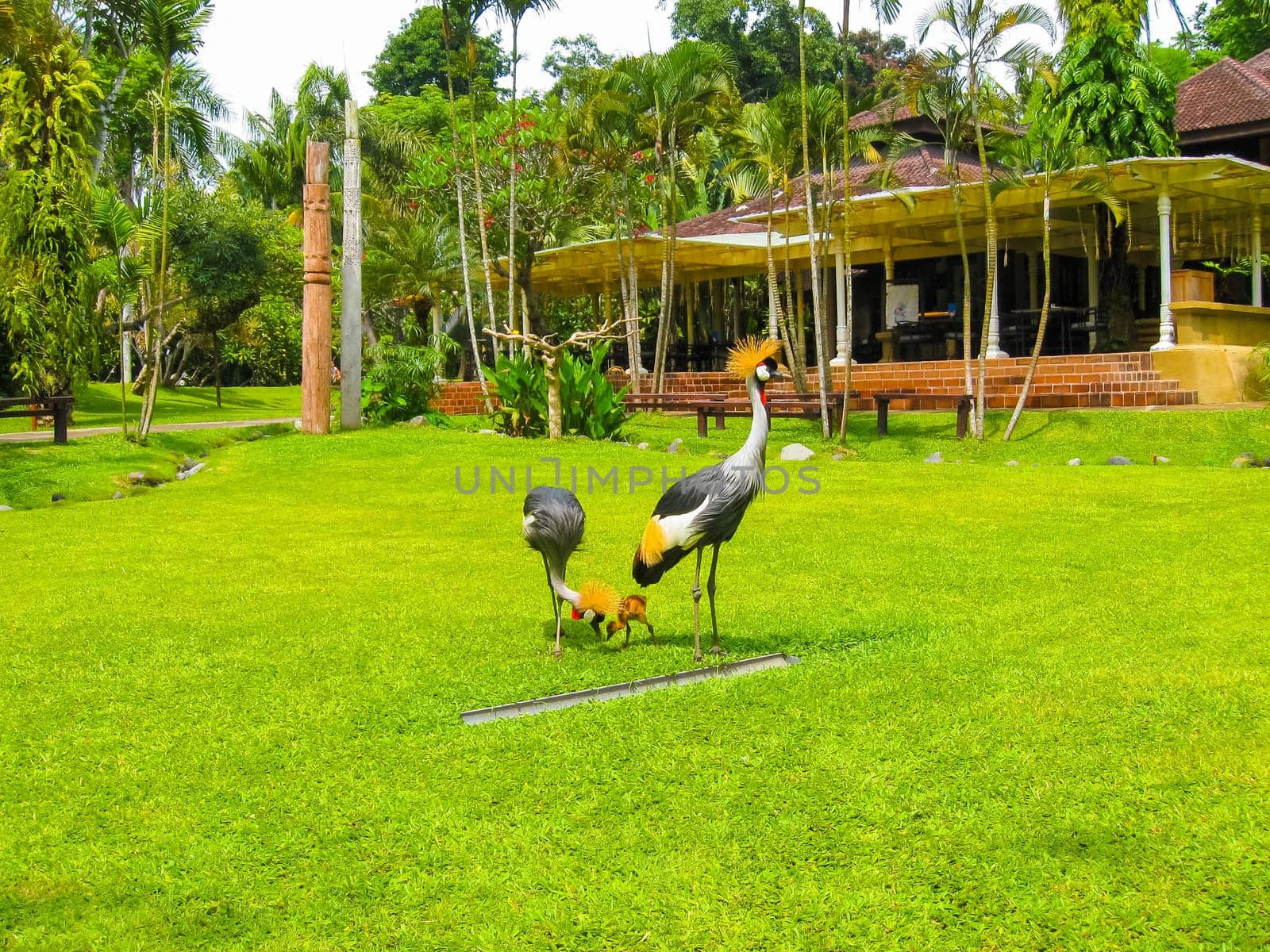 The Bird park at Bali island at Indonesia
