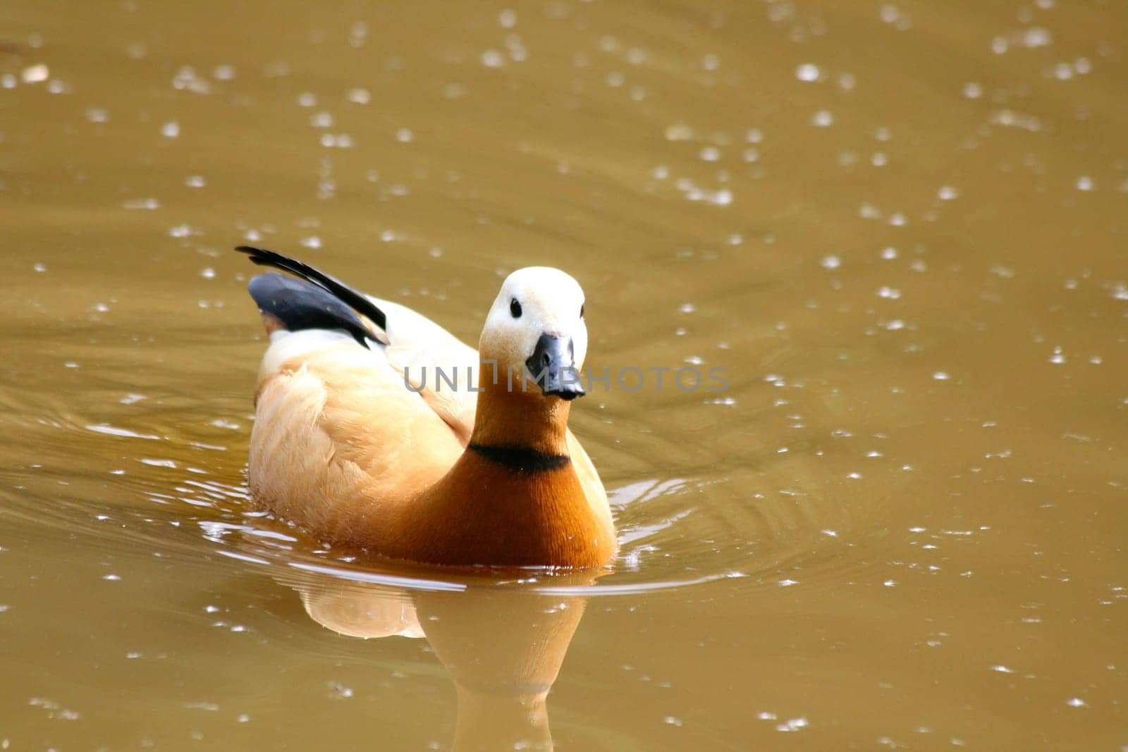 A rusty goose,(Tadorna ferruginea) swims on a pond