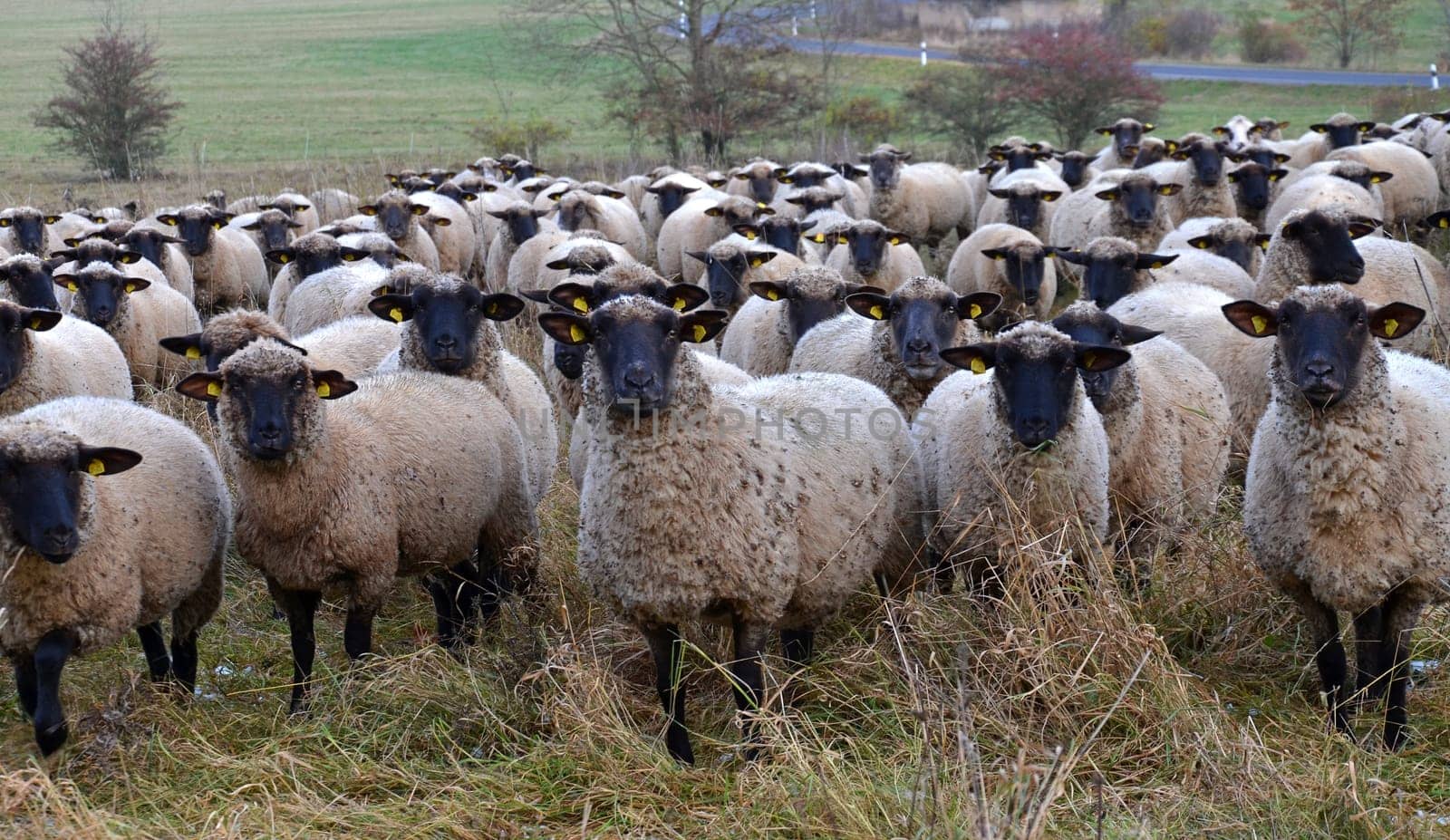 Rhön sheep