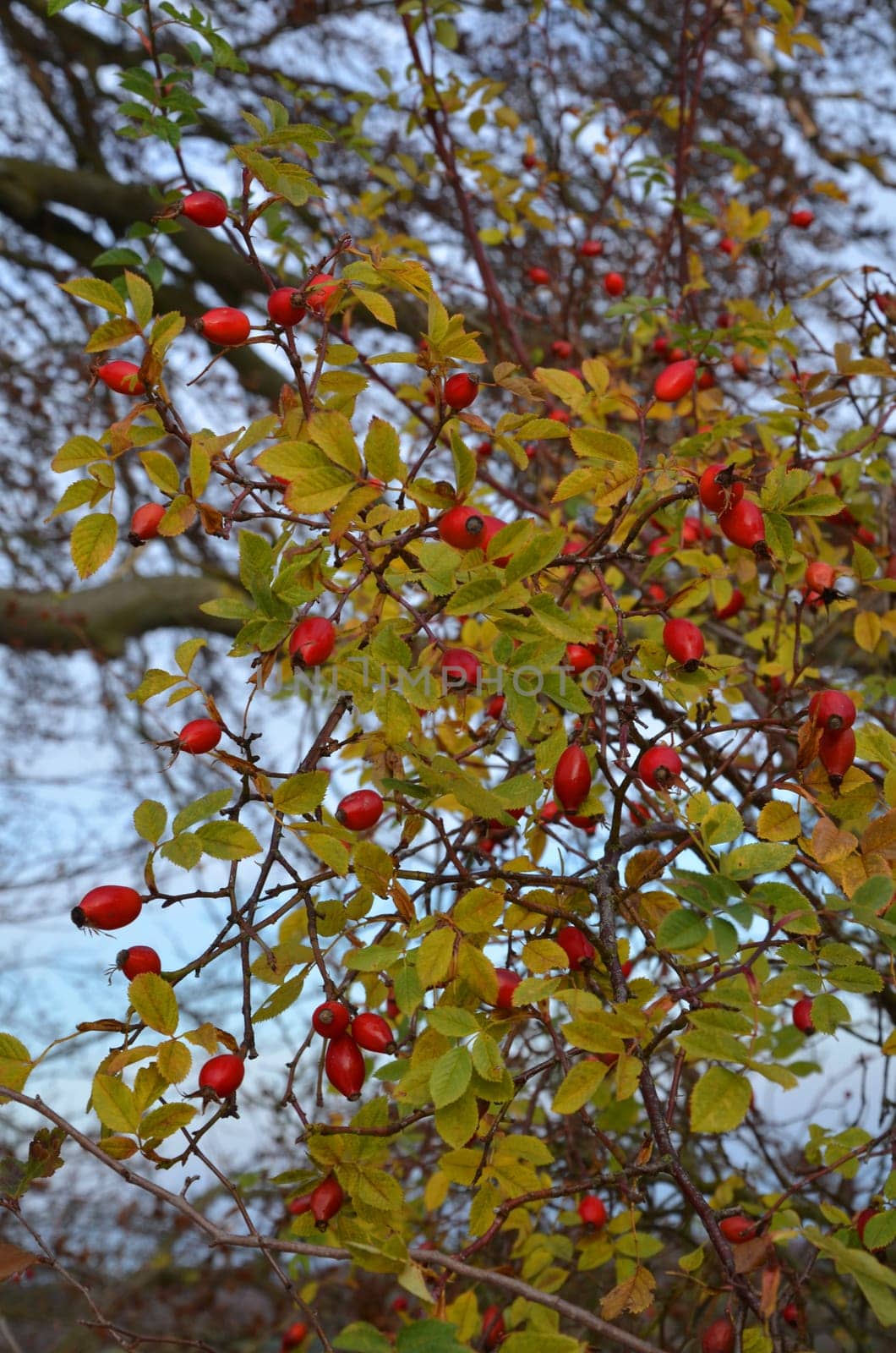 dog rose