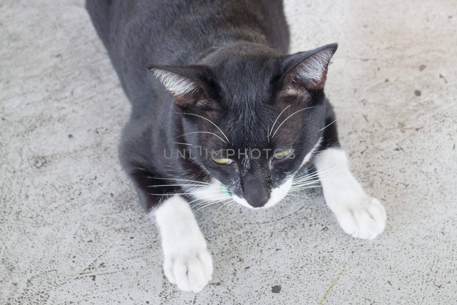 Black and white cat relaxing, stock photo