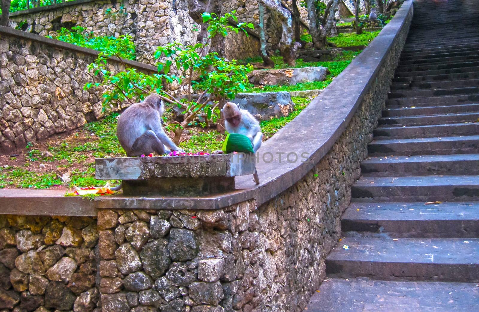 The Monkey forest in Ubud at Indonesia