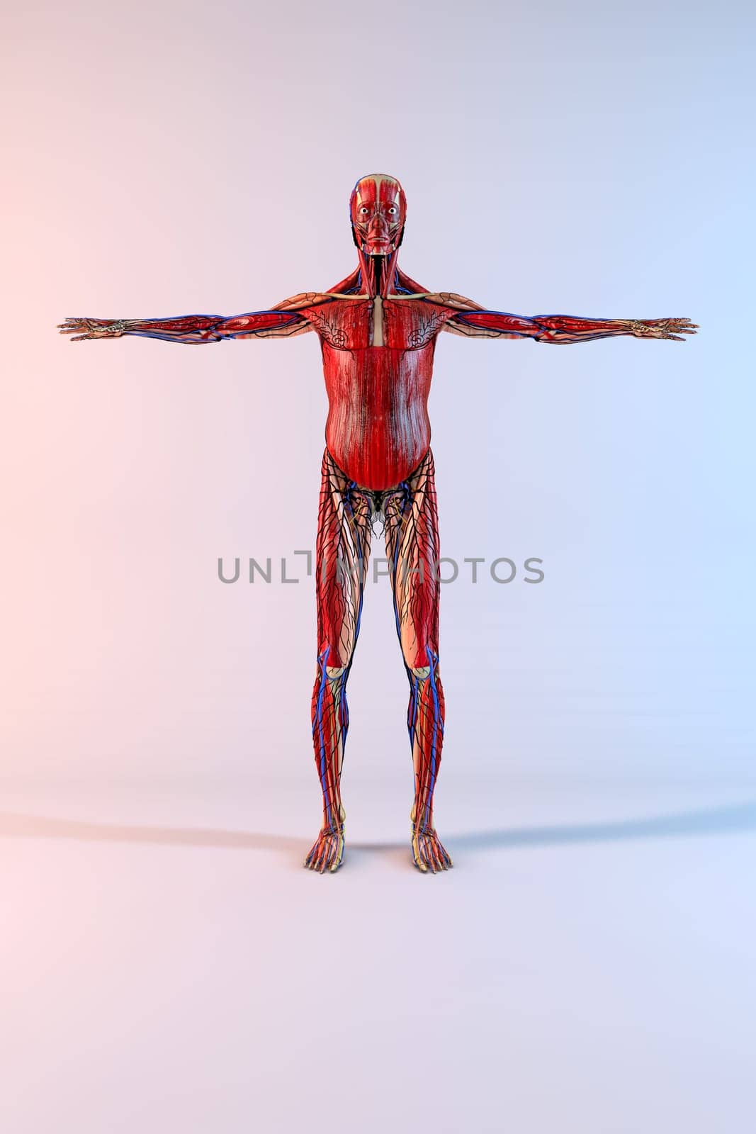 Complete human body with opened arms on white background