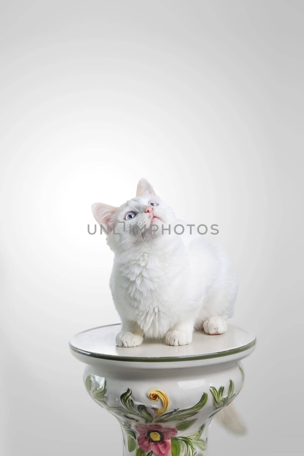 Beautiful white cat staring at the camera