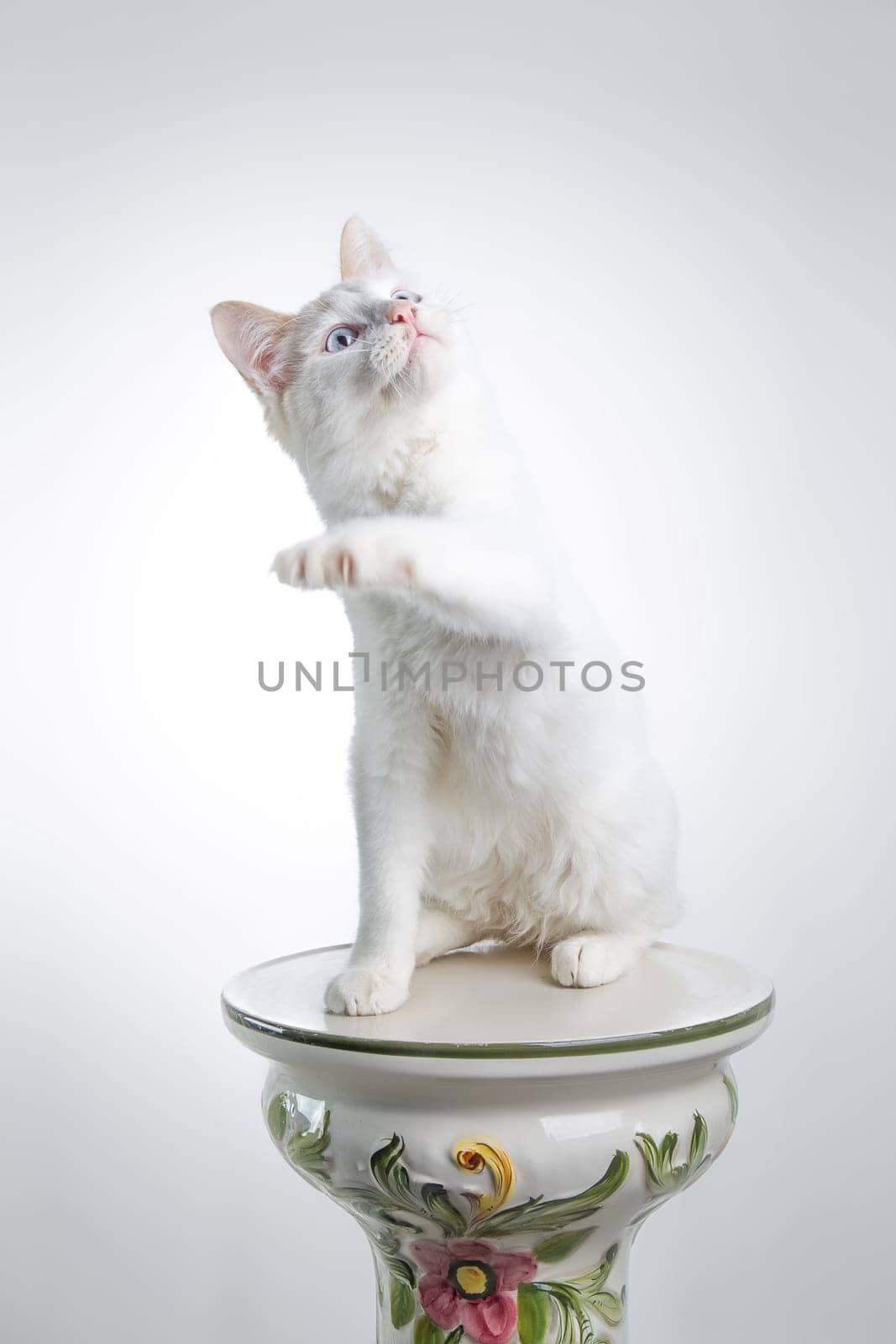 Beautiful white cat staring at the camera