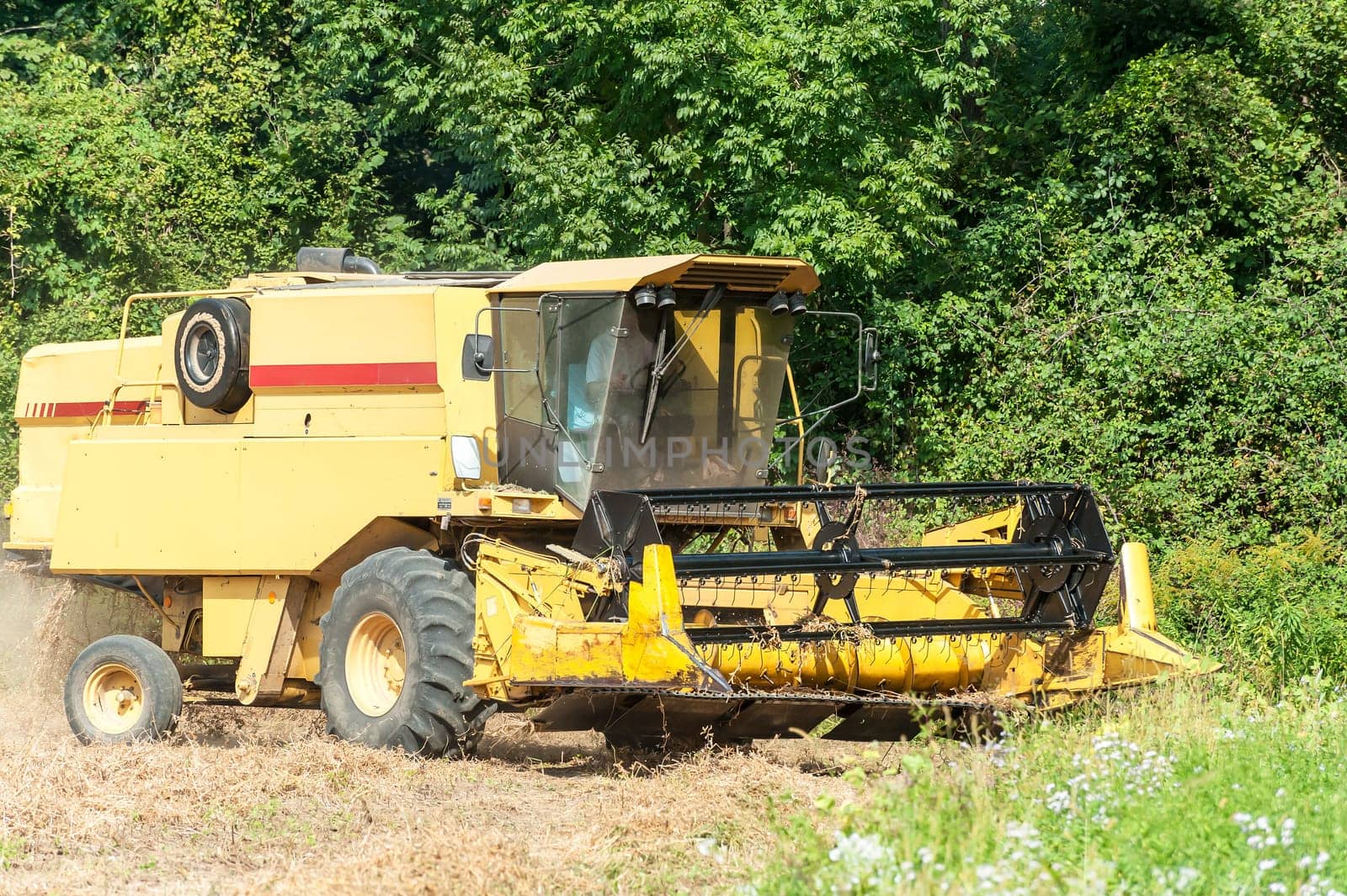 Working combine harvesting in the soy field