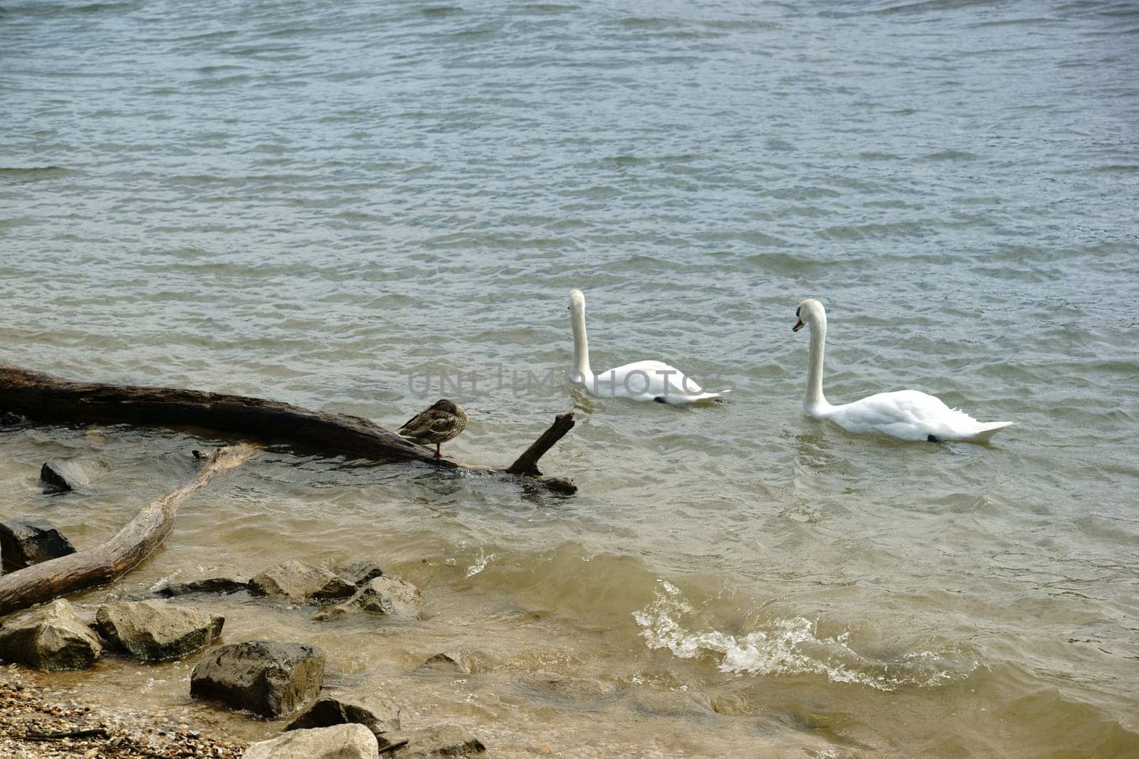 A pair of swans swim past alluvial woods on the riverbank.