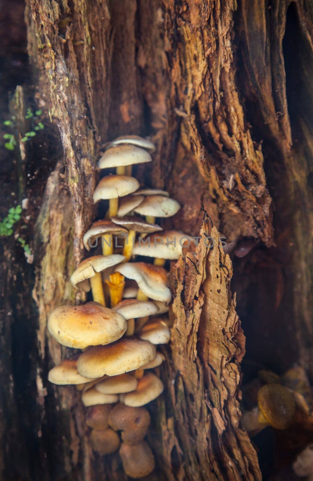 Mushroom family