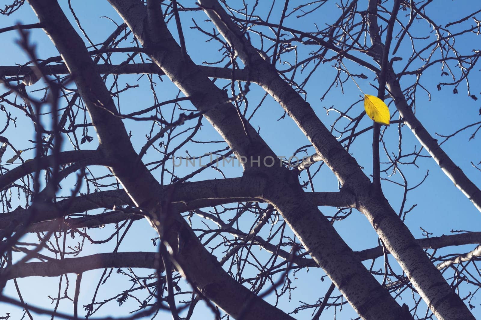 Tree close up with branches in late autumn a single brown leaf against blue sky