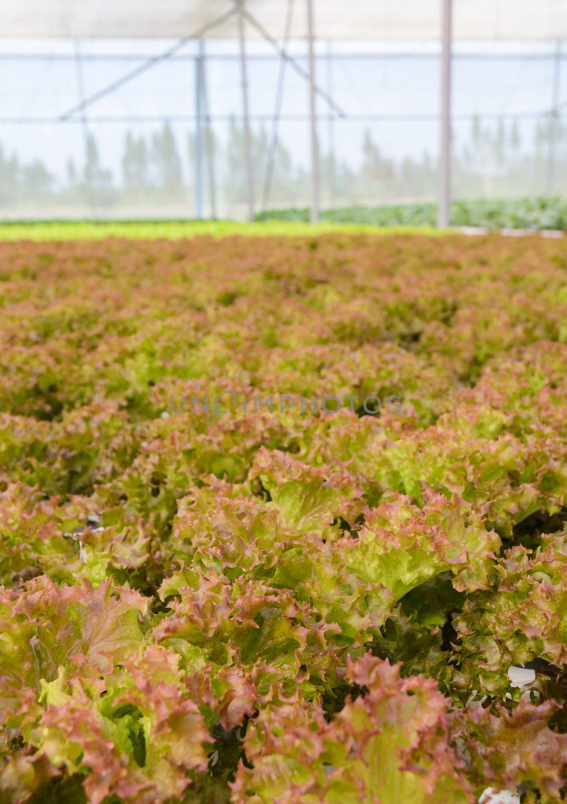 Organic hydroponic red coral leaf lettuce vegetables plantation in greenhouse
