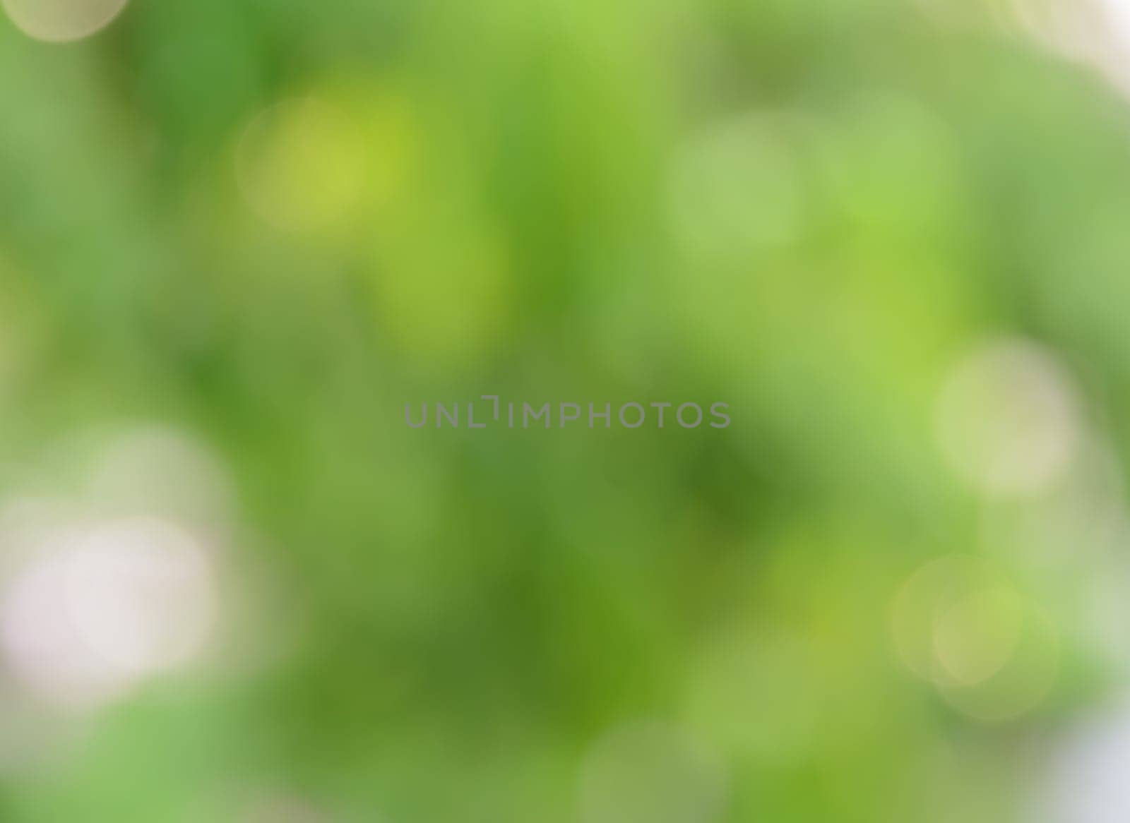 Bokeh abstract background of defocused green nature lights and shadow