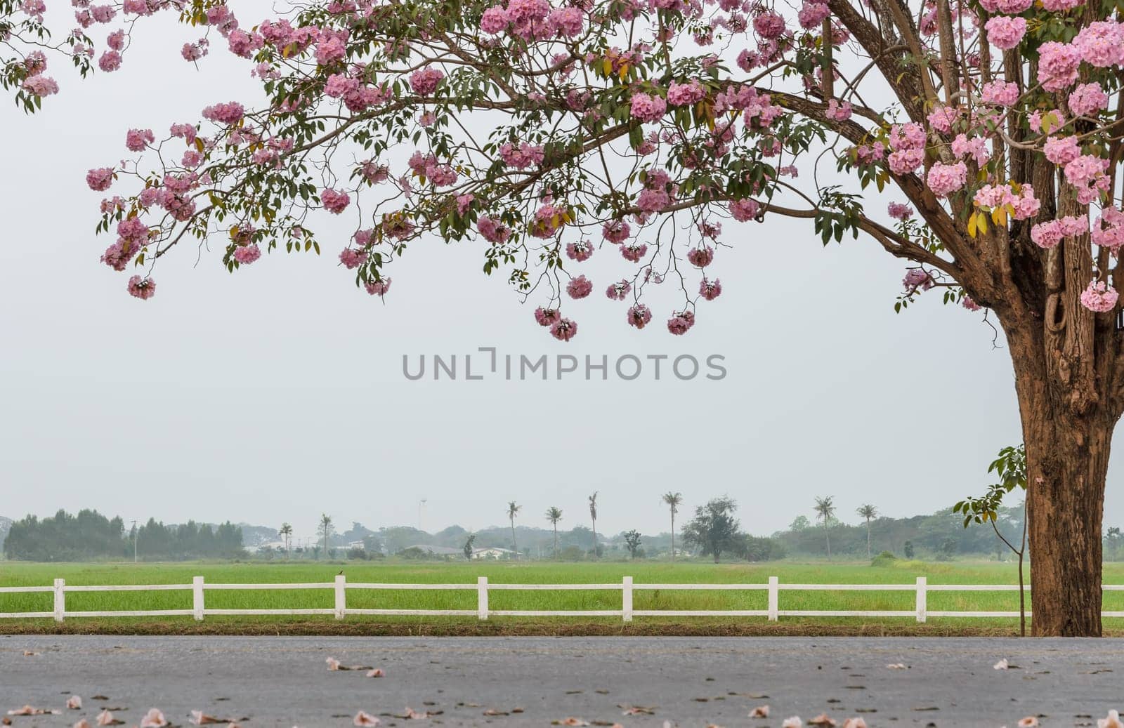 Tabebuia or Pink trumpet blossom infront of green field