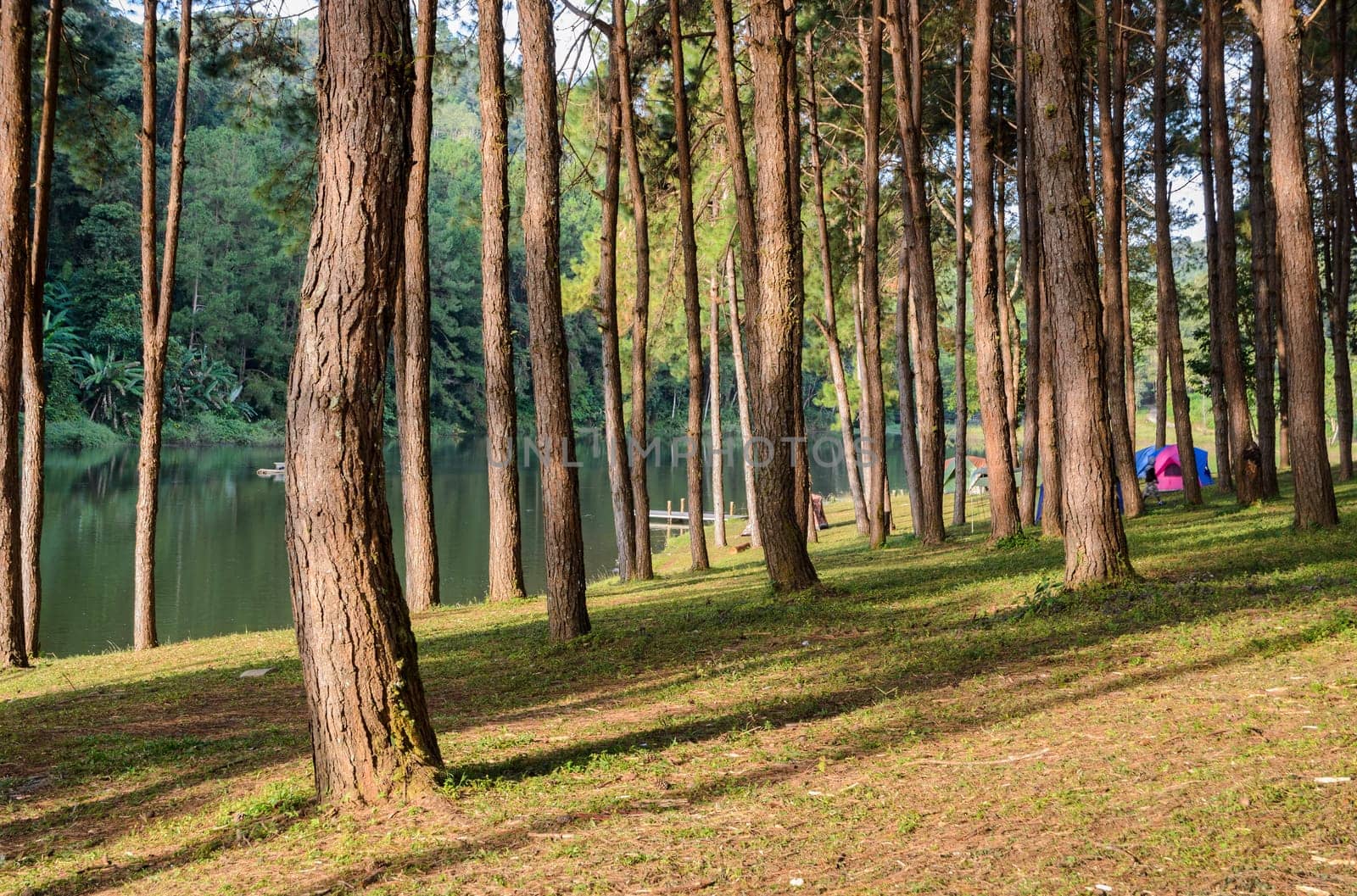 Pine tree forest with light and shadow in the morning at Pang Oung national park in Mae Hong Son, Thailand