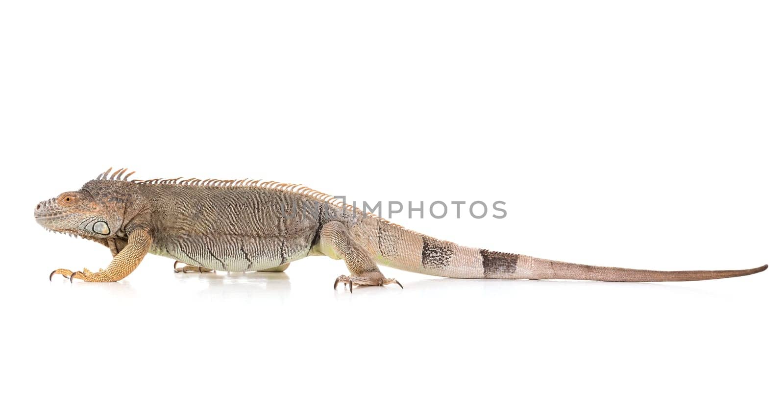 Beautiful Iguana isolated in a white background