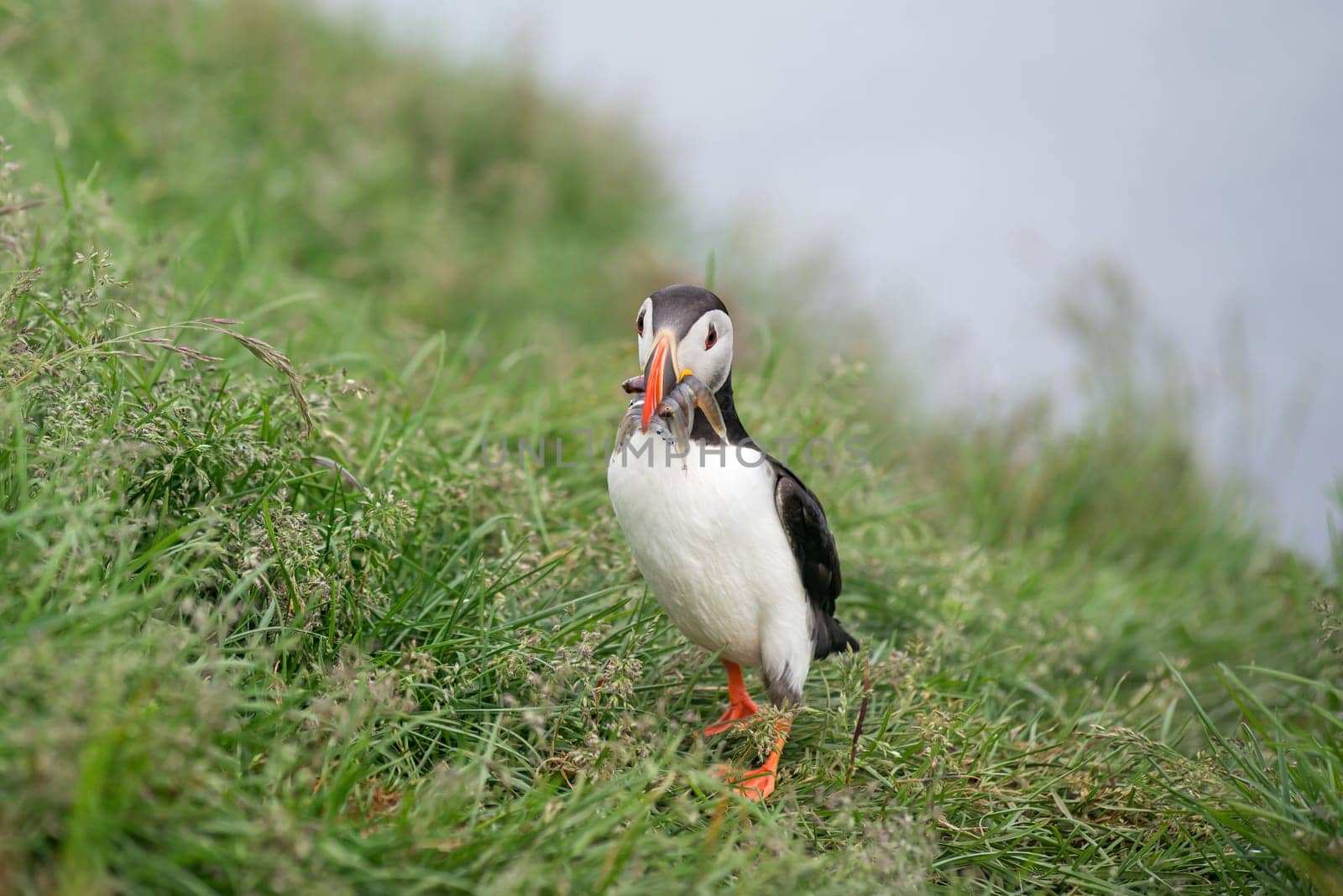 Atlantic Puffin, Fratercula artica in Borgarfjordur, Iceland