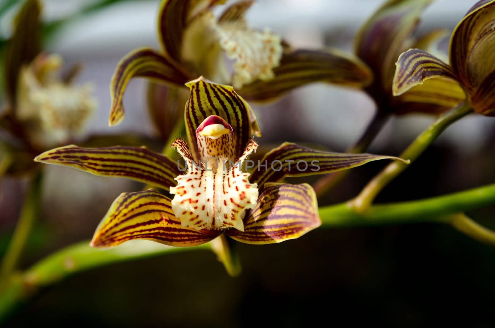 one lovely brown and green orchid from asia picture is taken in Gothenburg