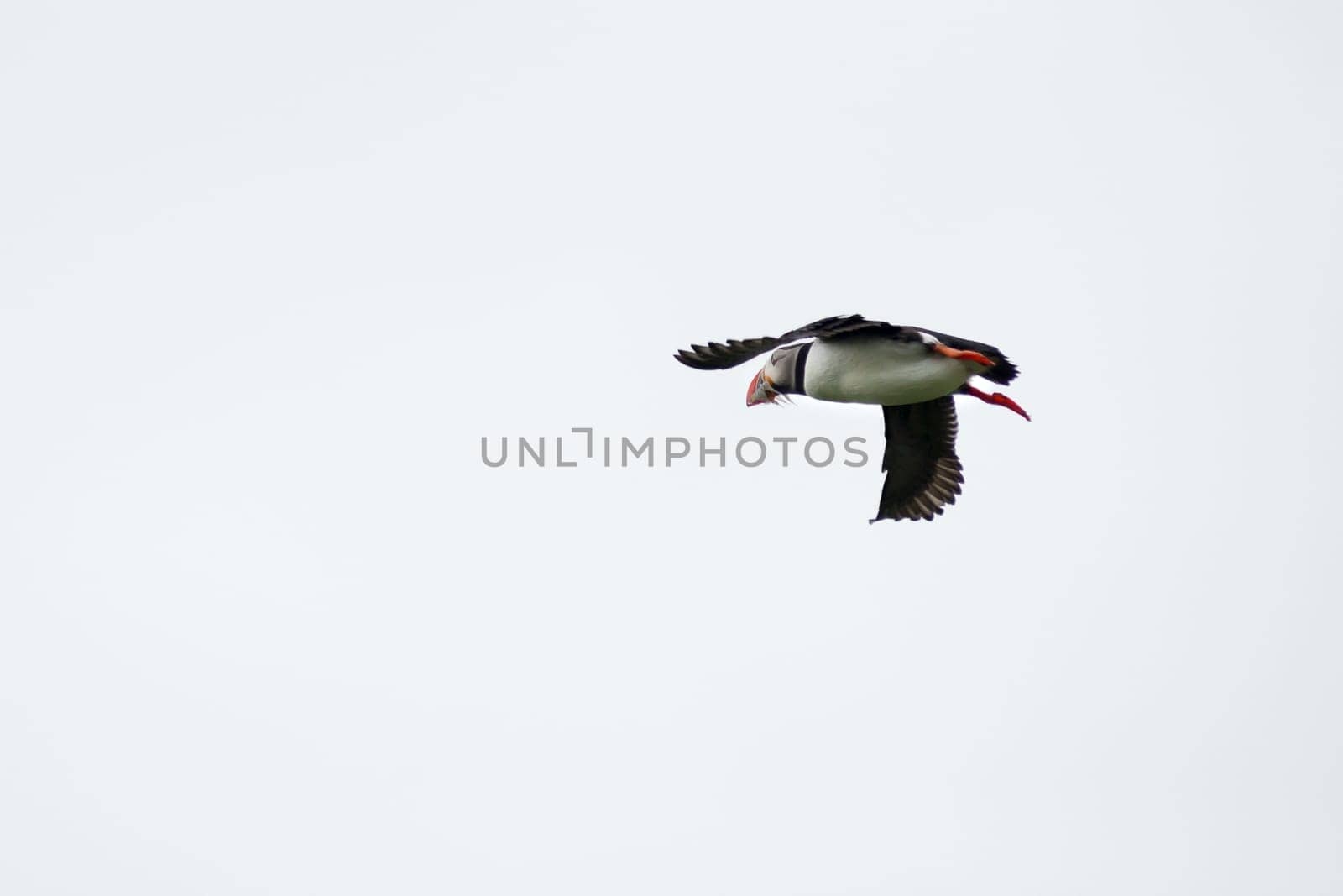 Atlantic Puffin, Fratercula artica in flight, Borgarfjordur, Iceland