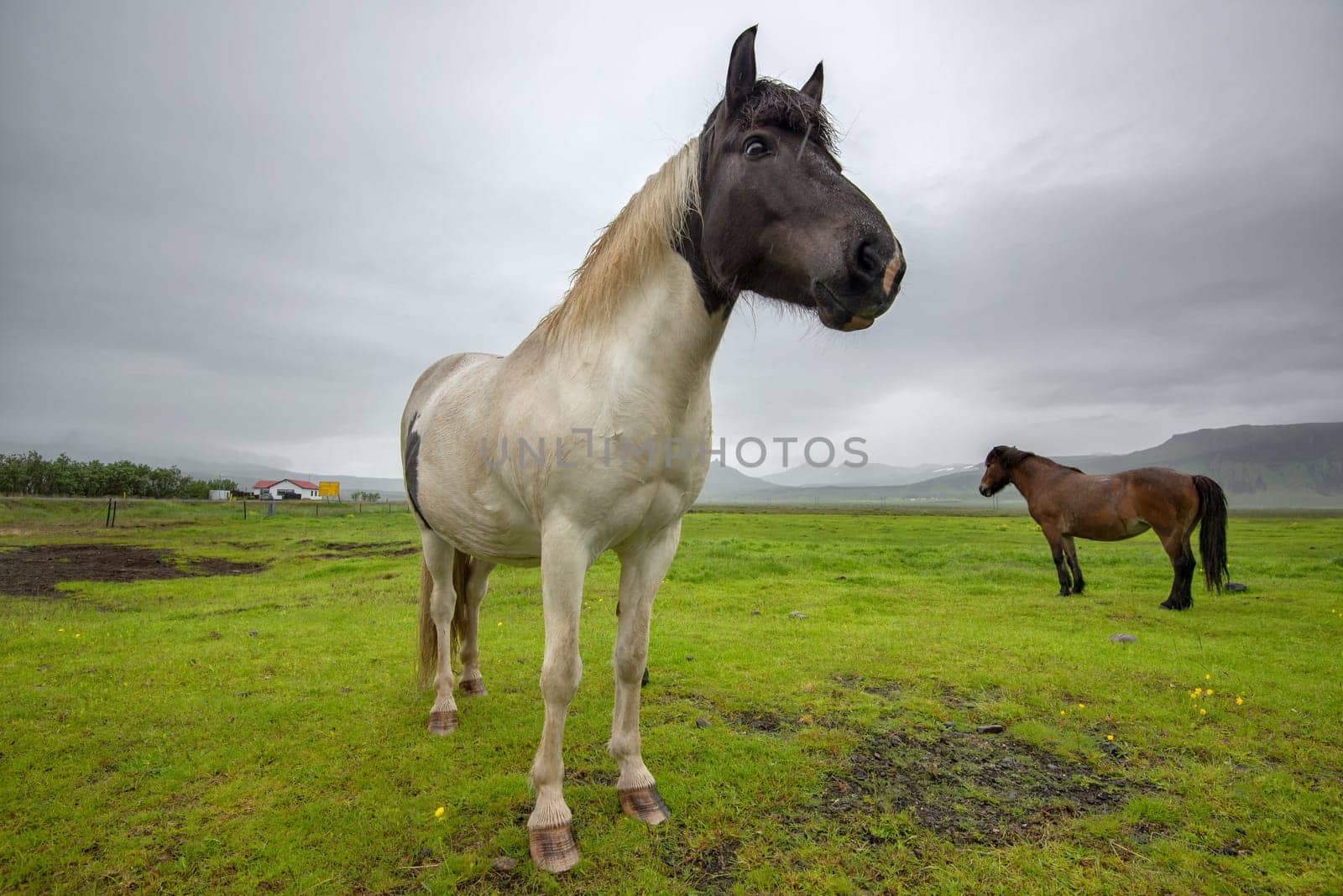 Icelandic horse with dramatic ovescast sky