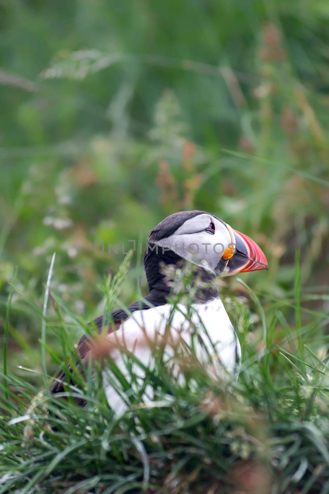 Atlantic Puffin, Fratercula artica in Borgarfjordur, Iceland