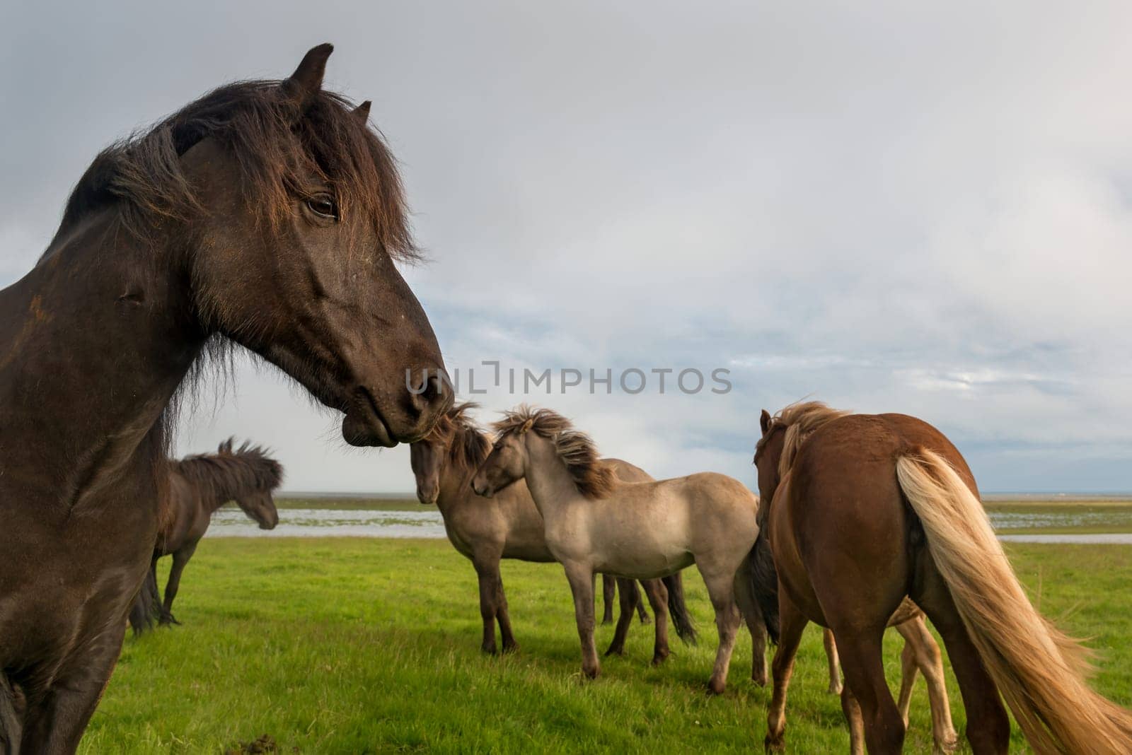 Icelandic horse with dramatic ovescast sky