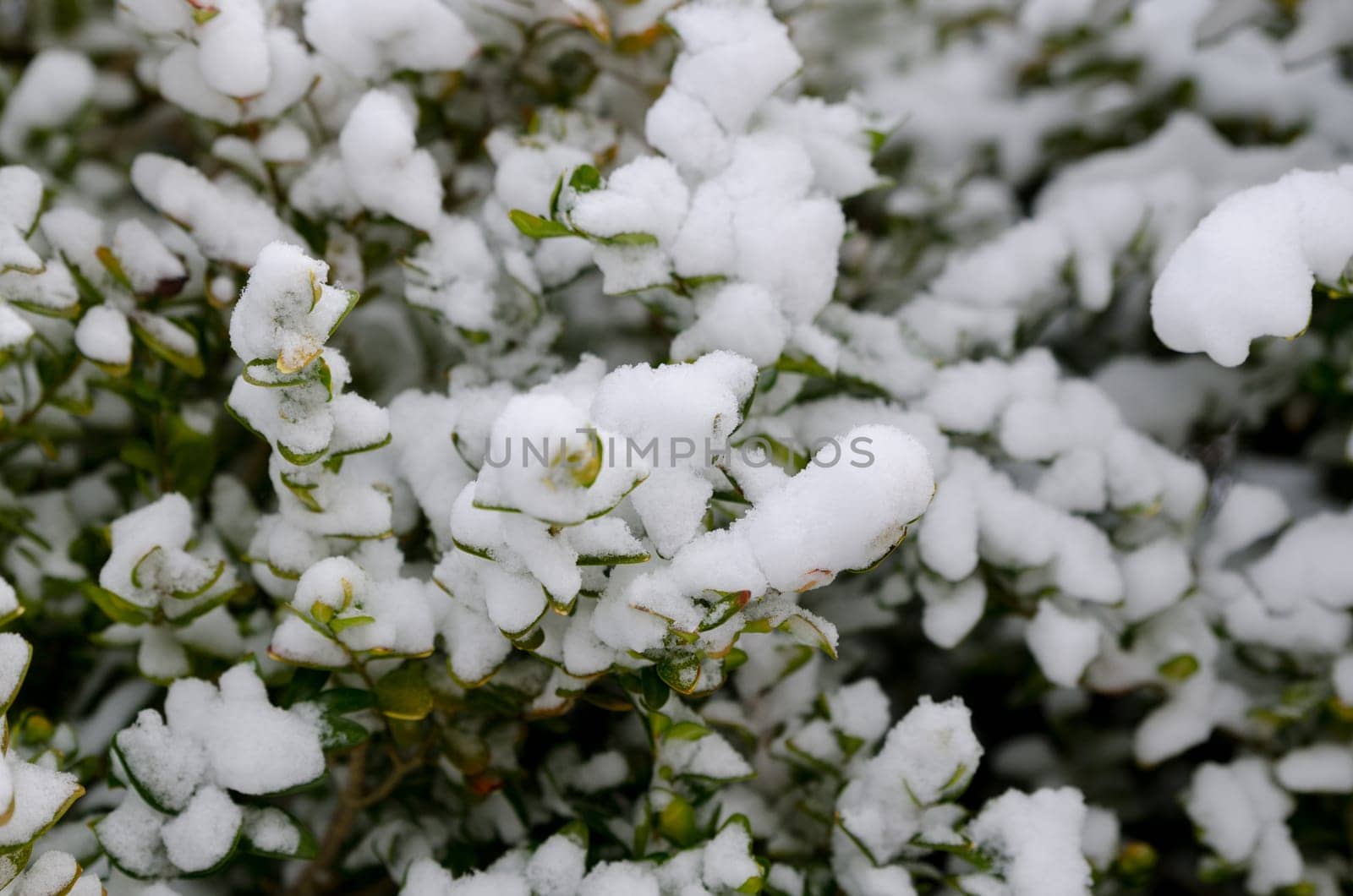 the first snow has come to the bush in my garden