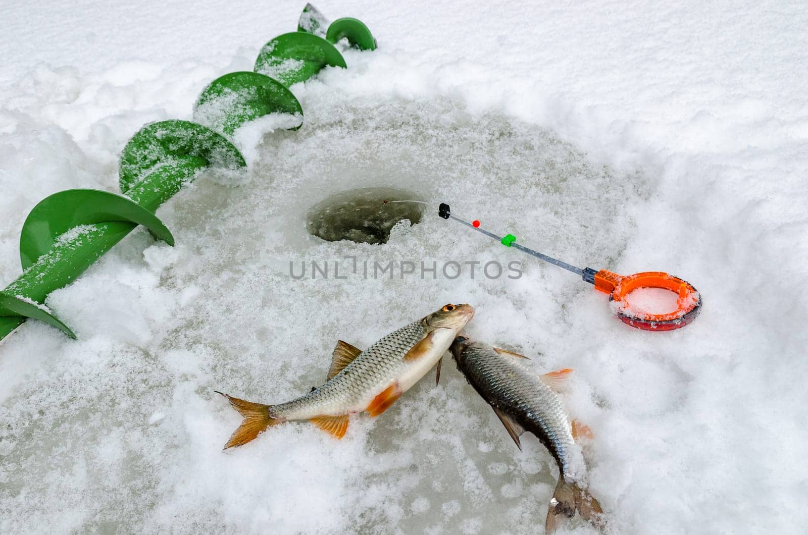Fish small fry caught by a fisherman in the hands