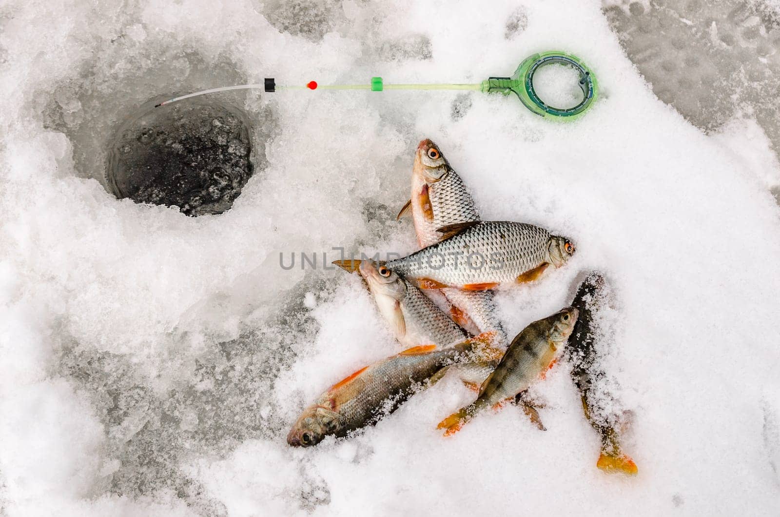 Fish small fry caught by a fisherman in the hands