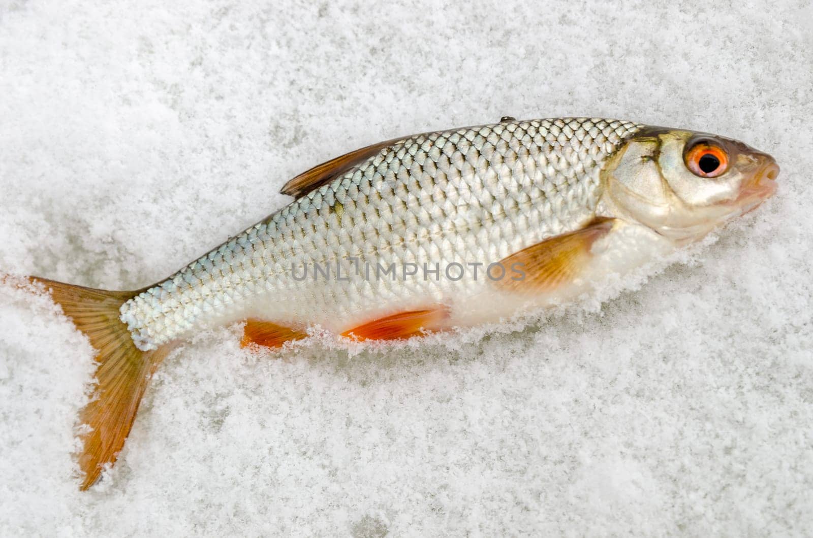 Roach caught by a fisherman lying on the ice close up