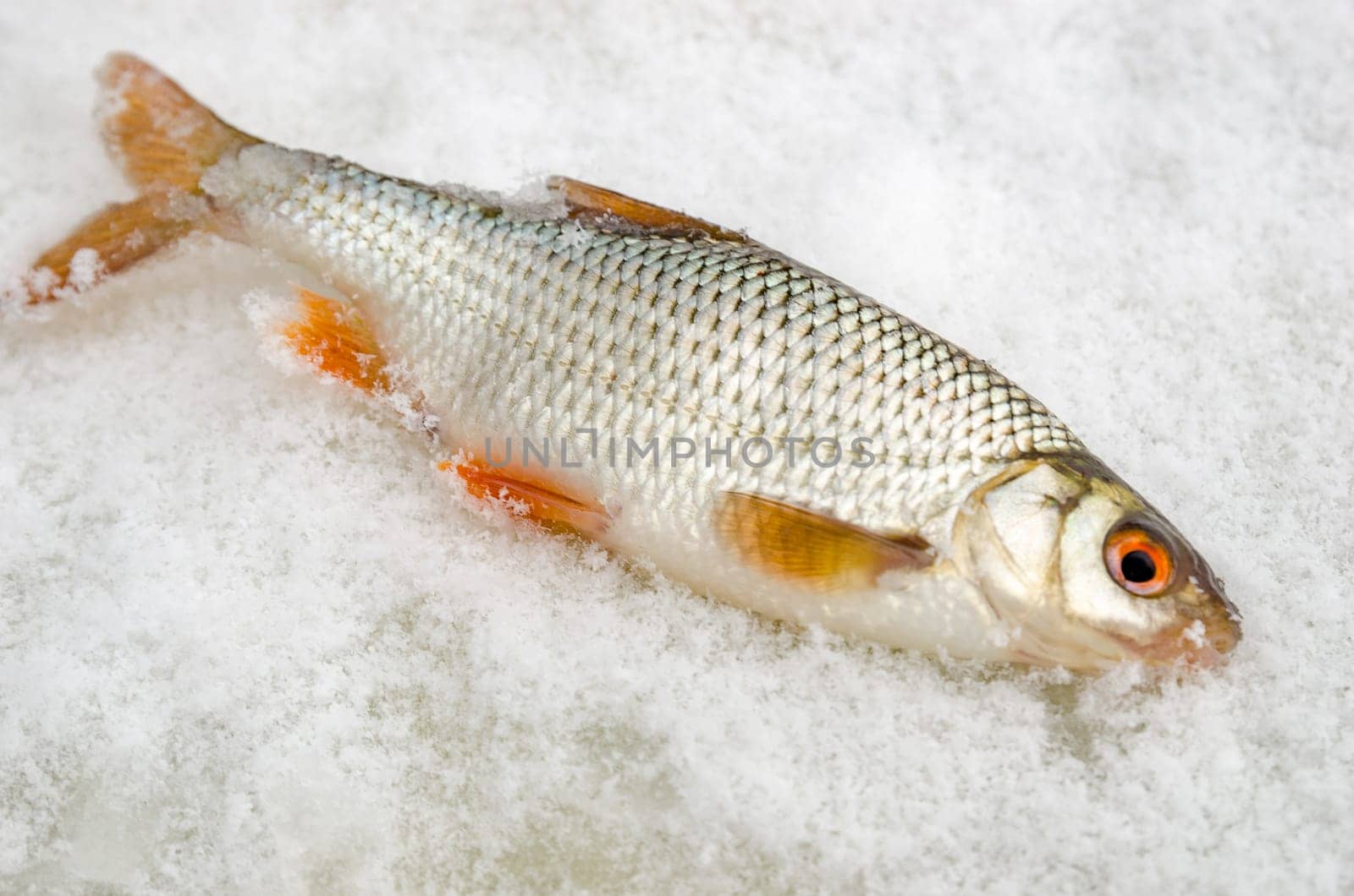 Roach caught by a fisherman lying on the ice close up