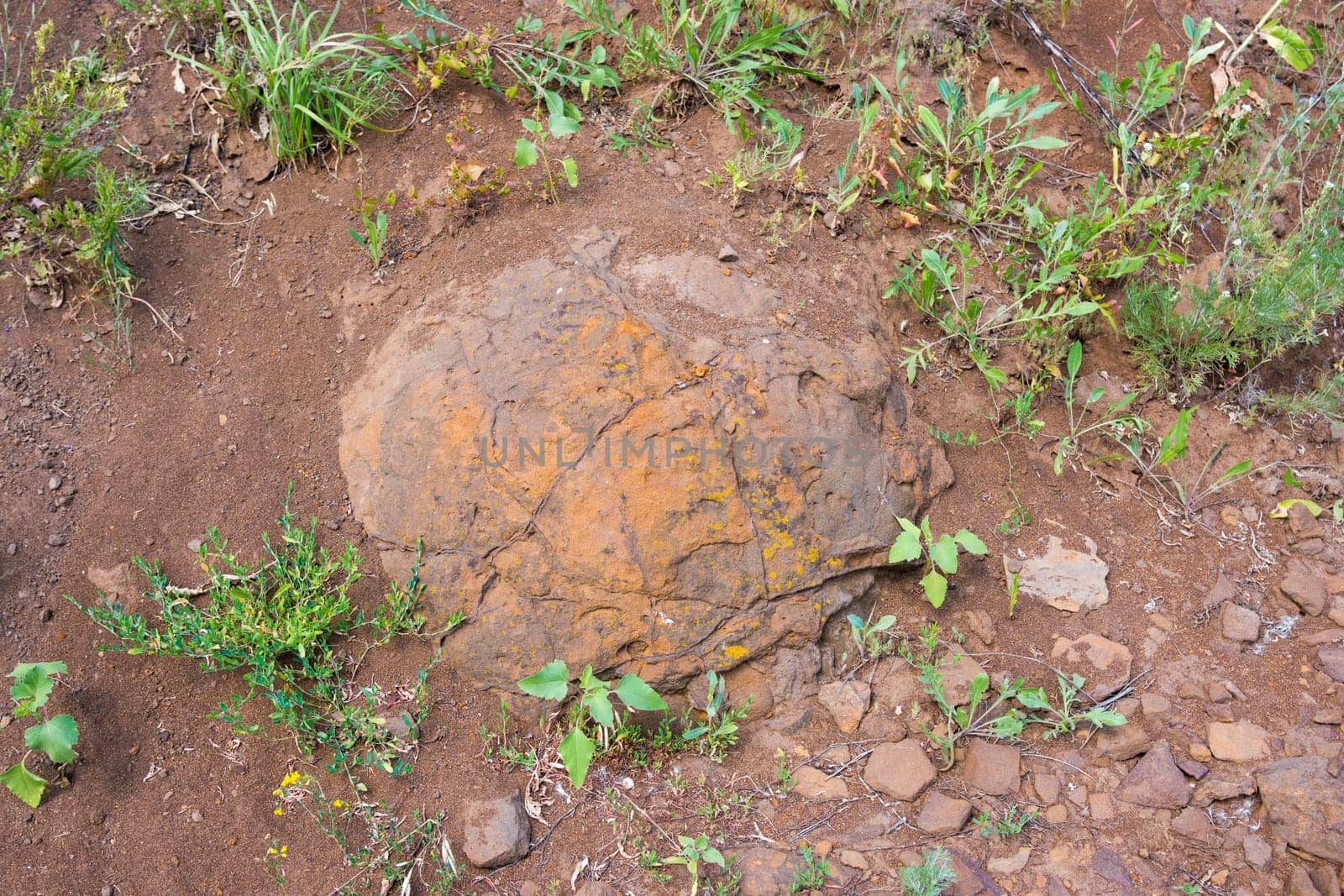 Stone formation buried in the ground reminiscent of dinosaur eggs have been found near the village of Wet Olhovka Kotovo District, Volgograd Region, Russia
