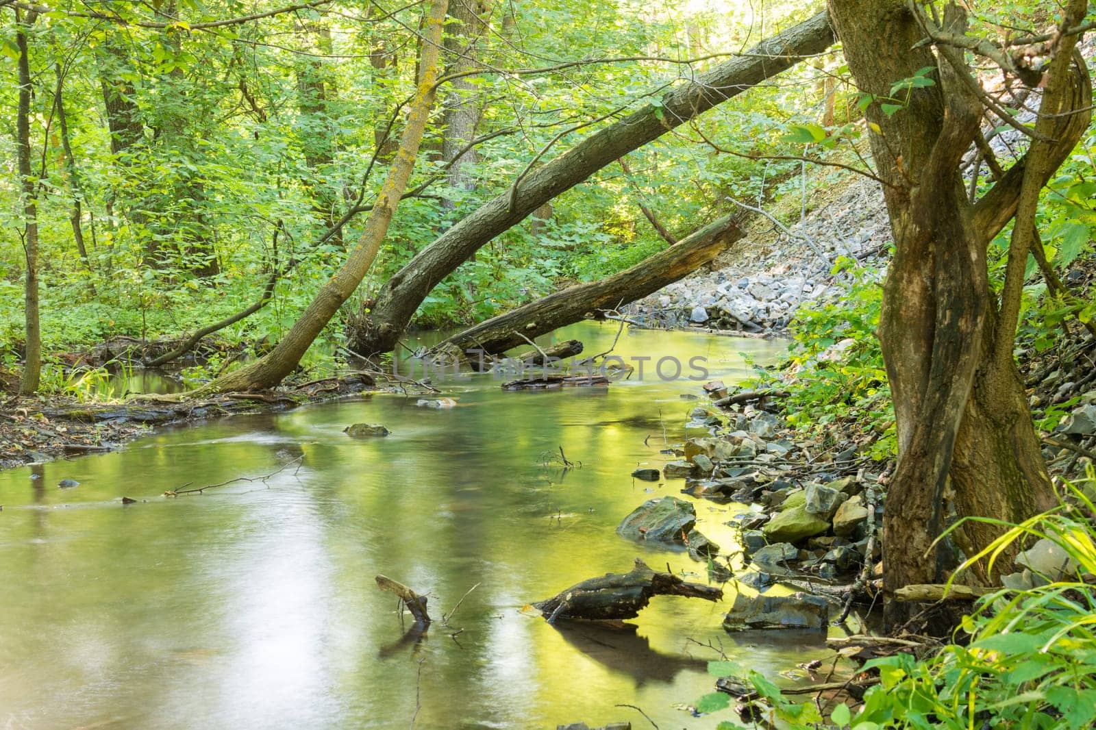Forest landscape with a small stream and fallen trees