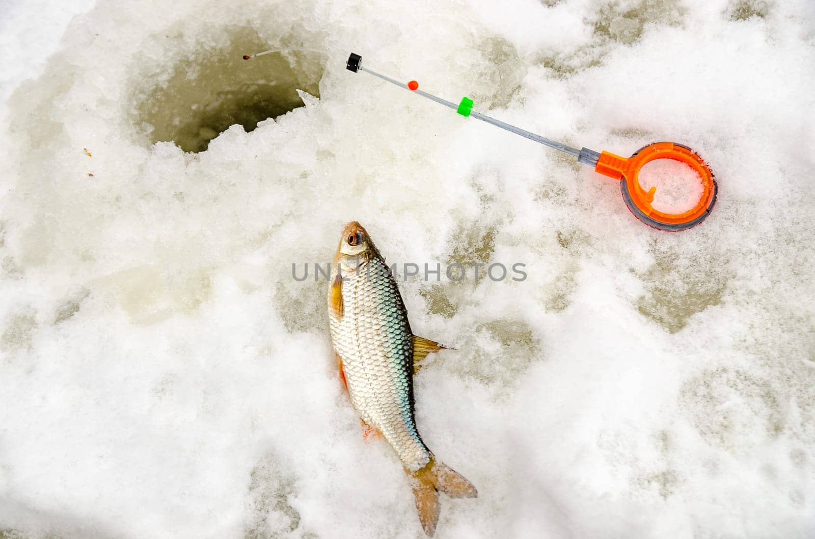 Fish small fry caught by a fisherman in the hands