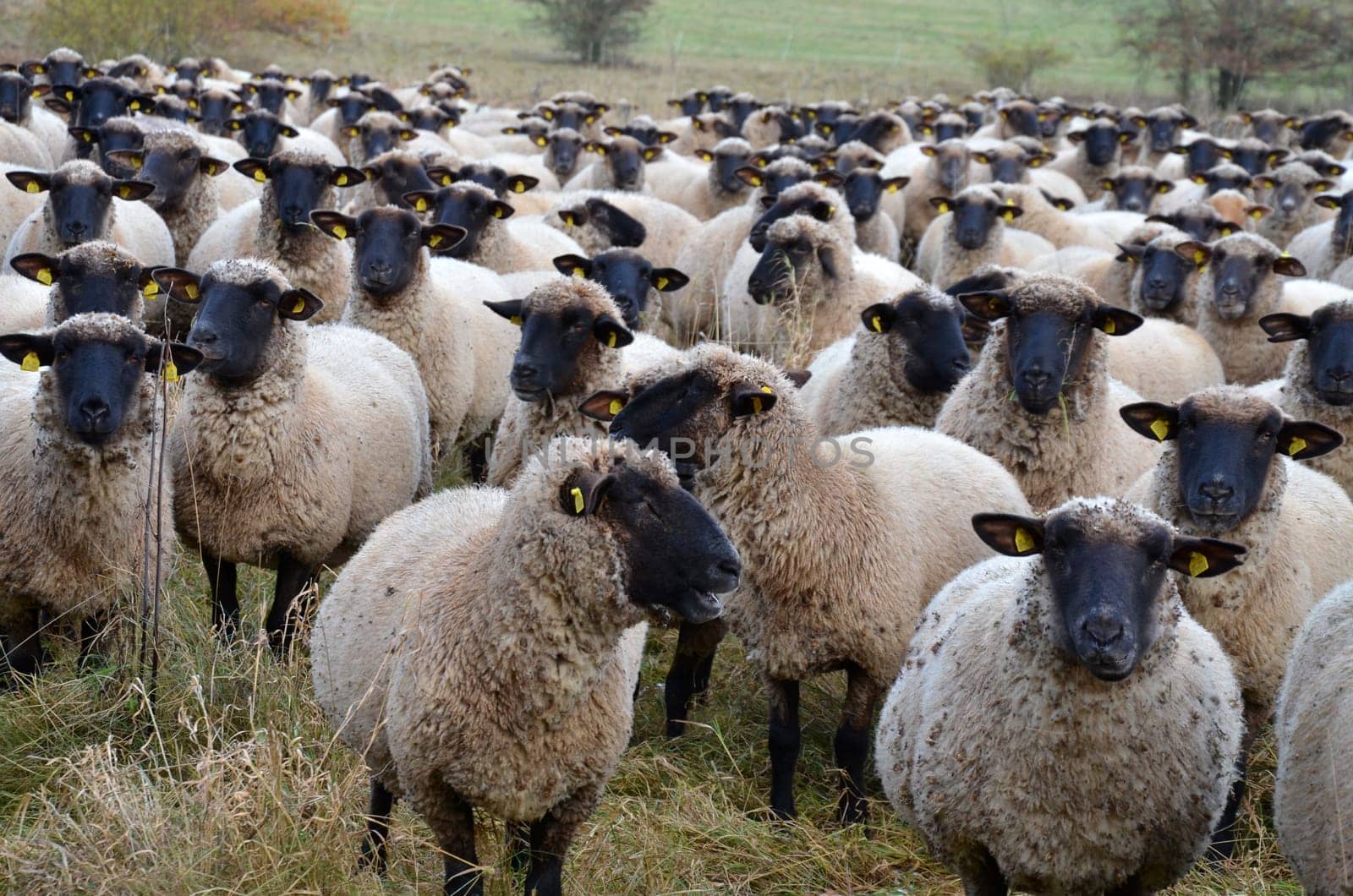 Flock of sheep (Rhön sheep)