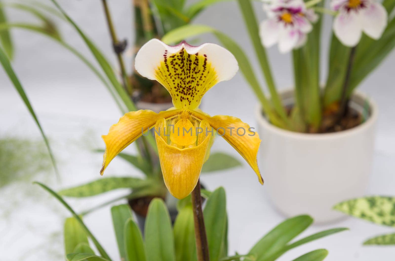 closeup of a beautiful yellow orchid in a greenhouse