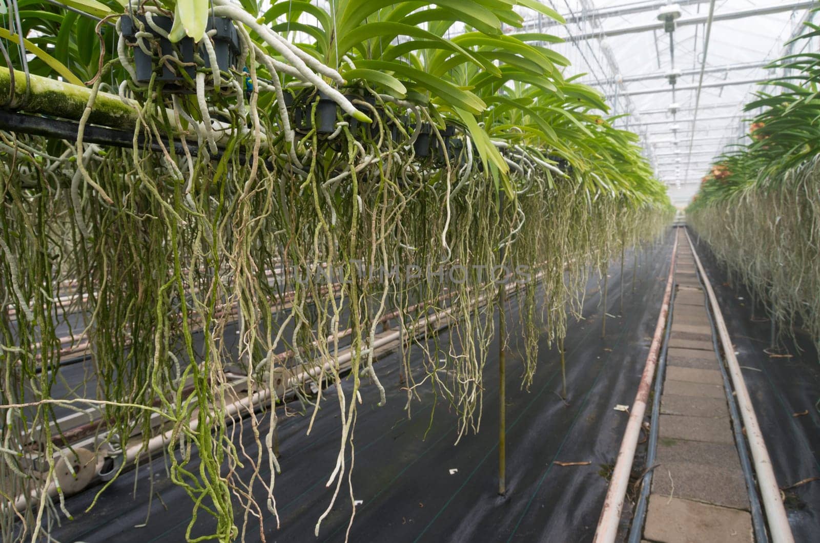 cultivation of orchids in a commercial greenhouse in the netherlands