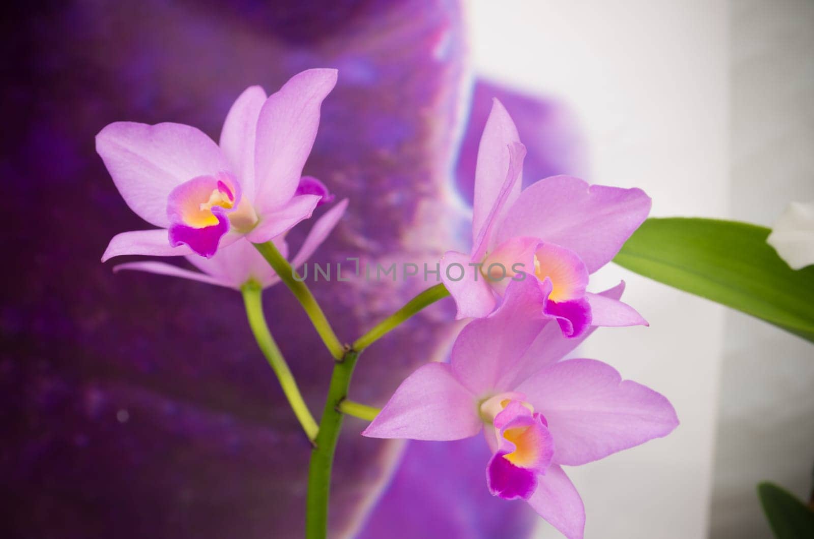 closeup of a pink orchid flower in a commercial greenhouse in the netherlands