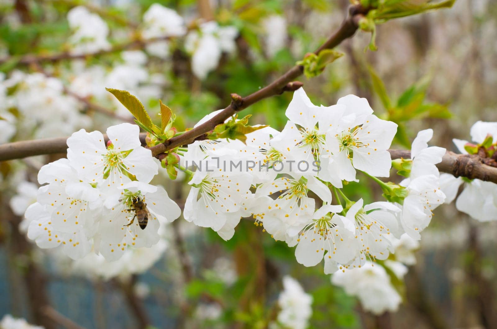 closeup of a branch with blooming white cherry blossoms