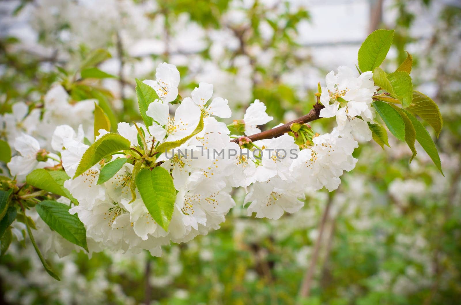 closeup of a branch with blooming white cherry blossoms