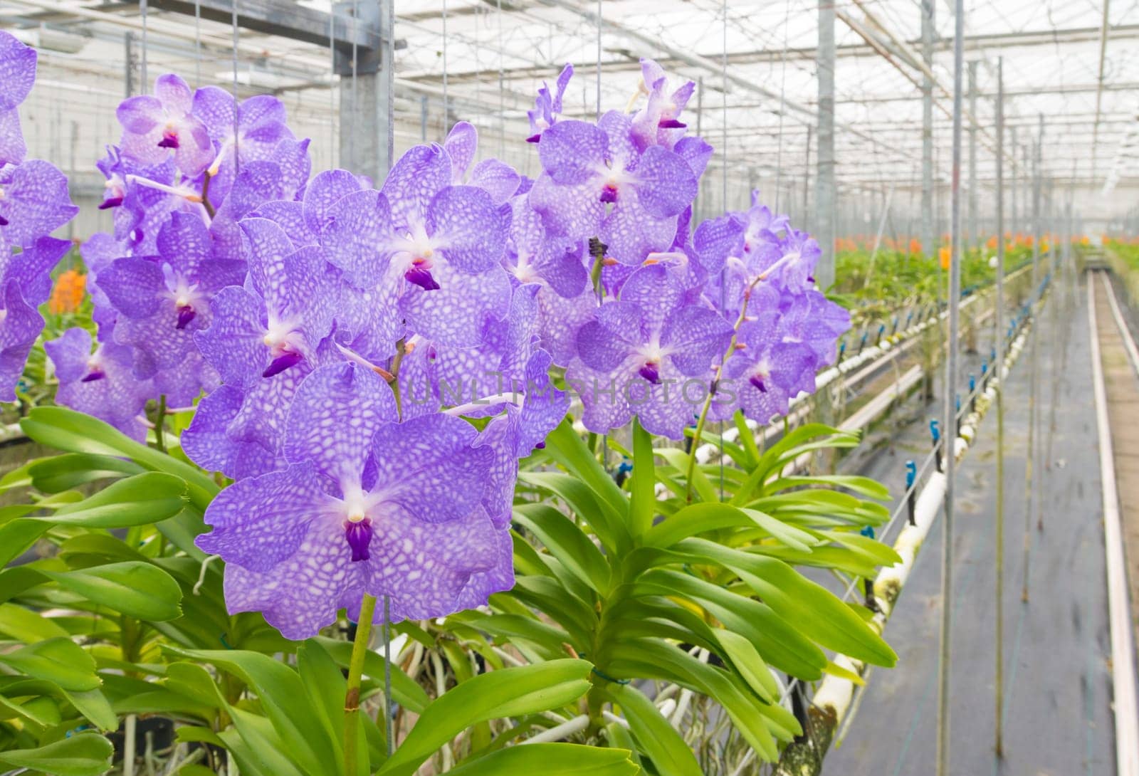 cultivation of orchids in a commercial greenhouse in the netherlands