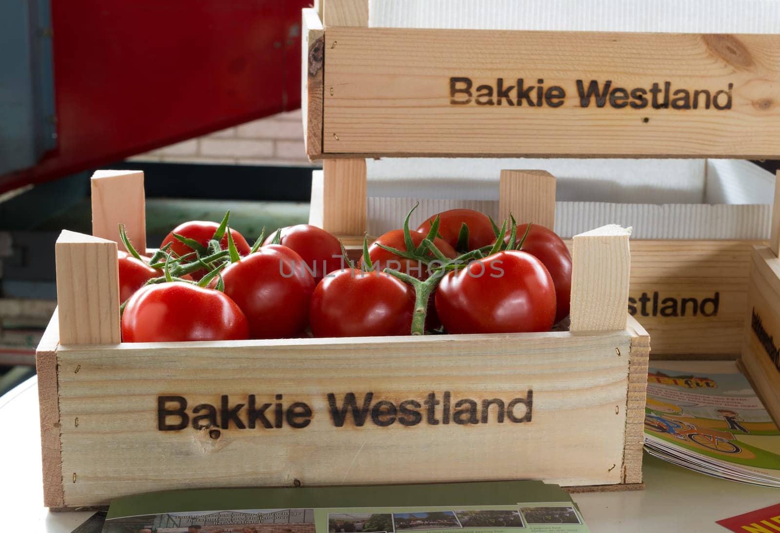 NAALDWIJK, NETHERLANDS - APRIL 2, 2016: fresh tomatoes on the vine in a wooden crate ready for the auction
