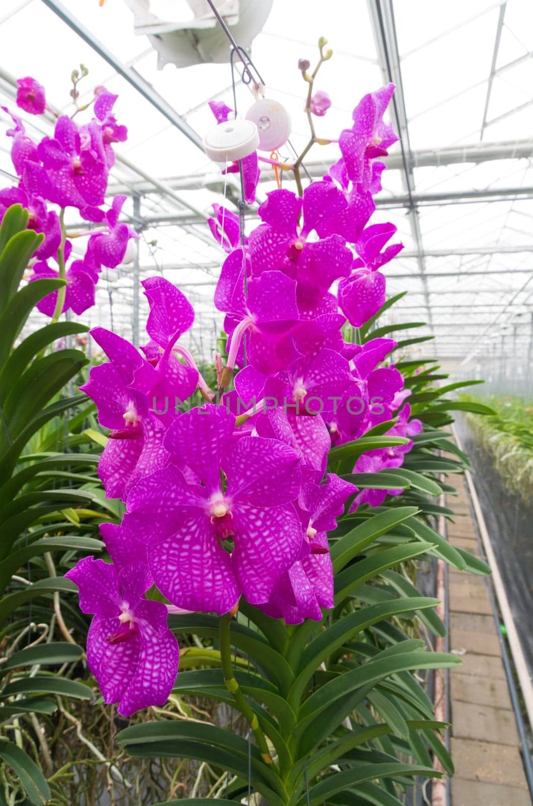 cultivation of orchids in a commercial greenhouse in the netherlands