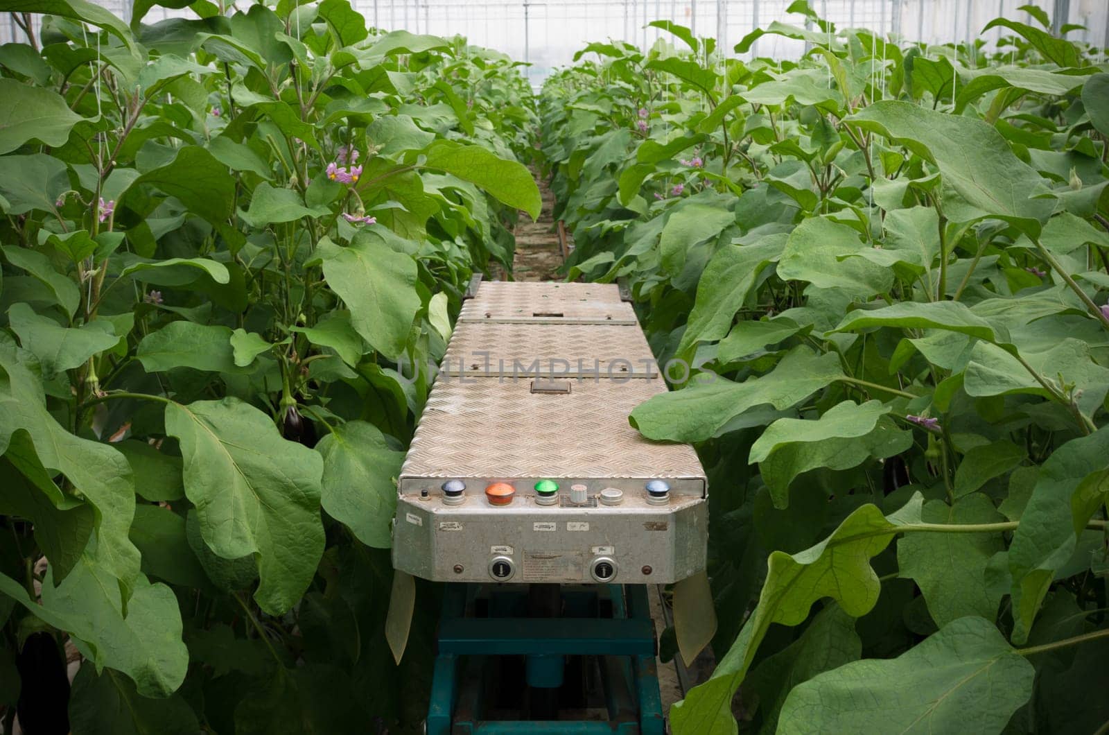 mobile harvest platform in a commercial greenhouse in the netherlands